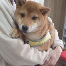 CU 관악스위트 이미지