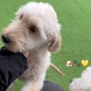 발바닥애견카페 이미지