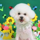 호야애견 이미지