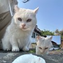 [애월 소낭집] 제주 에어비앤비 숙소 내돈내산 후기
