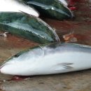 대진항(어판장) 이미지