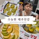 수농원 | TV방영맛집 수농원 태추단감 5kg 내돈내산 후기