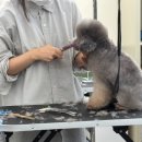 내가찾던학원 | 잠실애견미용학원 찾던 내가 강남으로 선택한 후기｜나이 있어도 가능했어요