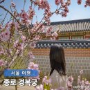31140-8-60-4 | 경복궁 겹벚꽃 주차 팁 서울 종로 명소 4월 데이트 코스 집옥재 후기꿀팁