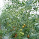 김순옥농장 이미지