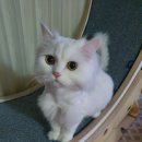 달려라 먹깨비 | 아뜰리빌 캣휠, 달려라 달려~~