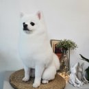 다이아몬독 이미지