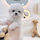 몽냥몽냥 이미지