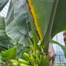 군산먹거리통합지원센터 군산로컬푸드복합센터 | 군산 직이는농부 바나나농장 견학