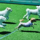 멍블리하우스 이미지