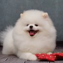 멍 삼촌 이미지