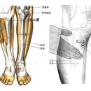 족삼리혈-3족양명위경락 이미지