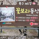 꽃보라