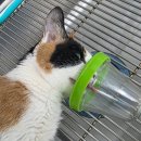 동물병원 All Pets 이미지