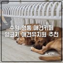 영통 애견카페 추천 아이와 가볼만한 곳 양코치 애견카페