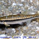 어류도감 이미지