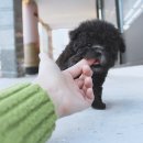 우리강아지 이미지