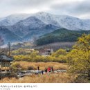 [the리스트]매화·산수유·벚꽃·동백…'봄 축제'는 여기 이미지