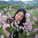 장천 Daum카페