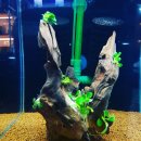 베타봉봉 이미지