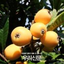 황금과일