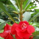 봉숭아손톱 이미지