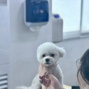 애견미용 이미지