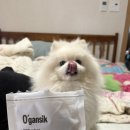 펫푸드 강아지수제간식추천 말랑한 소고기간식 오간식 말랑한소칩 후기