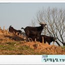 실로암2농장 이미지