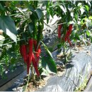 가빈농장 이미지