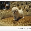 이리오개 이미지