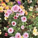 행주농장 이미지