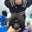 크러쉬 푸들 이미지