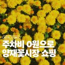 가을국화 | 양재 꽃시장 주차정보와 가을 국화 사러 다녀온 후기