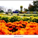 국화축제장 입구 이미지