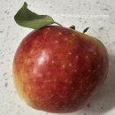 사과 같은 🍎 내 얼굴~ 예쁘기도 하지요~ ㅋㅋ 사과가 예쁘긴 하네~