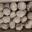 봉이네농장 | 올웨이즈 올팜 감자 수확 | 내돈내산 후기