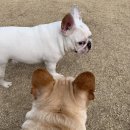 퍼피앤독 이미지