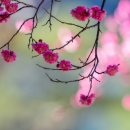 코모(주) Daum카페