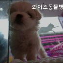 와이즈동물병원 네이버블로그