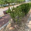 호두데이 이미지