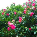 신흥동백나무군락 이미지