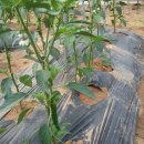 양곡농장 이미지