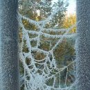 달빛양이 이미지