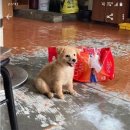 강아지오요요 이미지