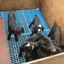 초방리 농장 이미지