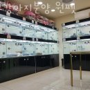 대구강아지분양 원펫 이미지