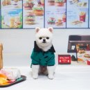 솜솜 애견미용 이미지