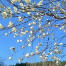 1490 | 1490.목련 후기-복효근