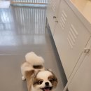 이쁘개 애견샵 이미지